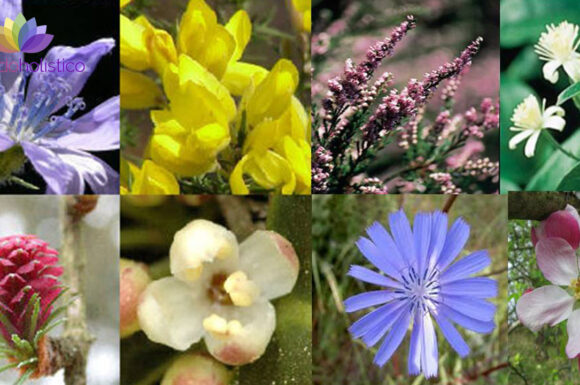 Terapia Floral y sus 38 remedios