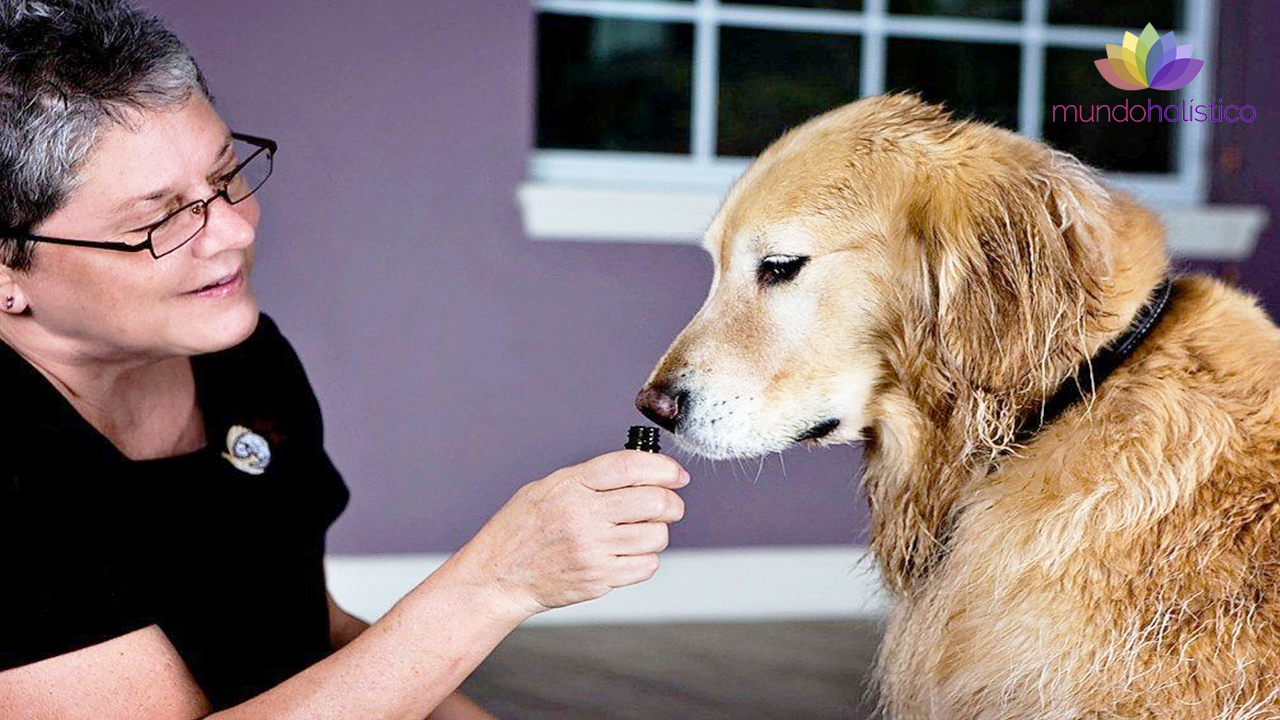 Aromaterapia En Mascotas