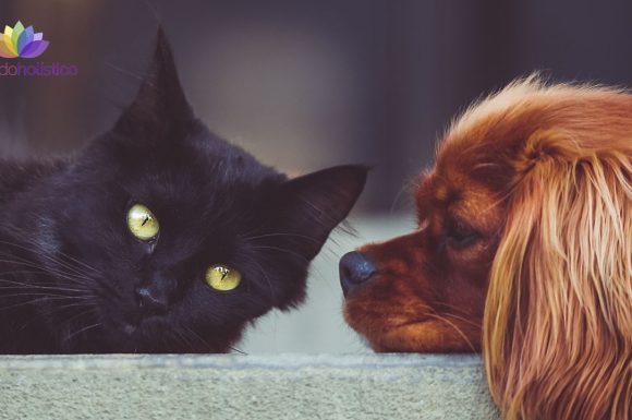 Gemoterapia para perros y gatos