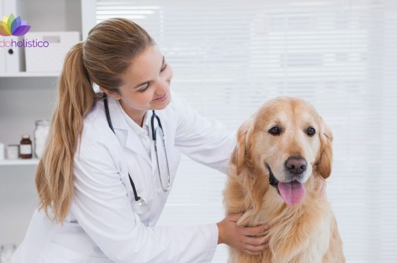 ¿Qué es la Homeopatía veterinaria aplicada?