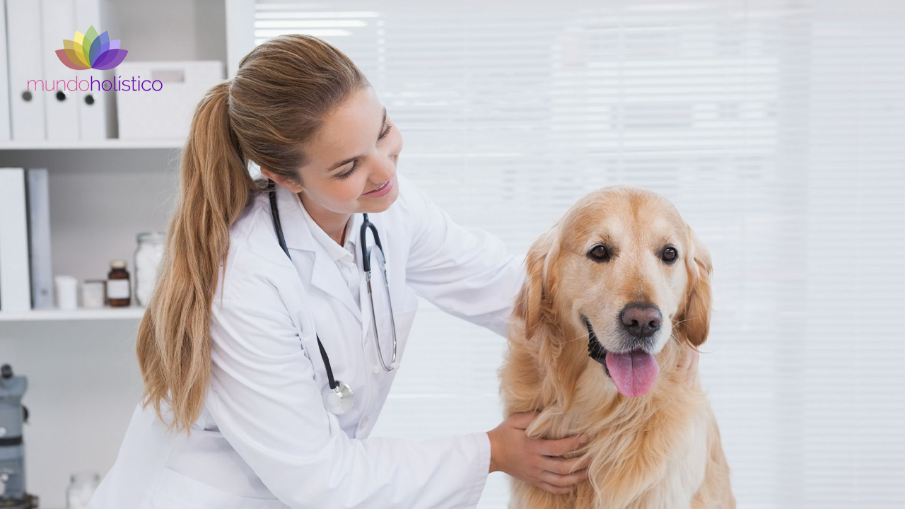¿Qué es la Homeopatía veterinaria aplicada?