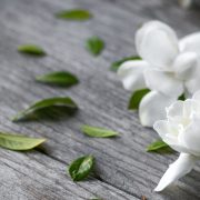 Cuáles son los beneficios de la planta Gardenia