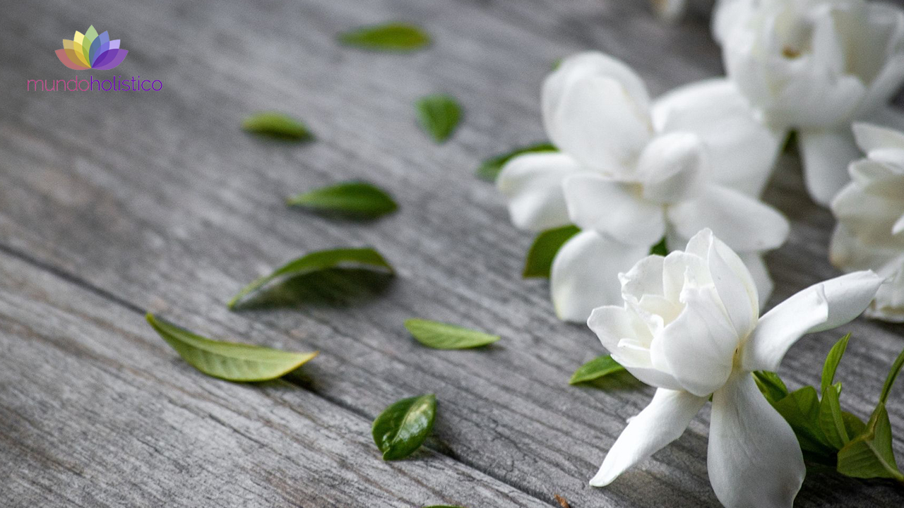 ¿Cuáles son los beneficios de la planta Gardenia?