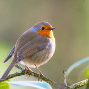 Escuchar el canto de las aves ayuda a reducir el estrés