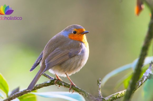 Escuchar el canto de las aves ayuda a reducir el estrés