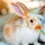 Terapia con conejos