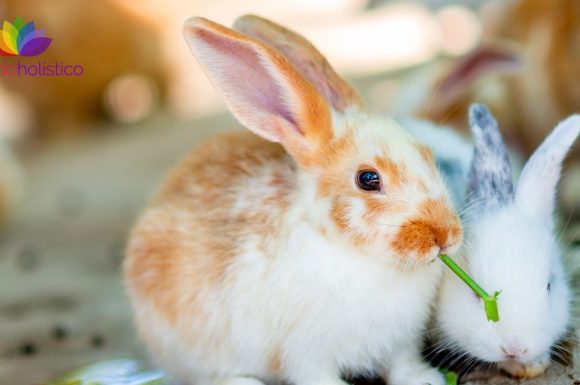 Terapia con conejos