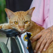 Características de la Gatoterapia