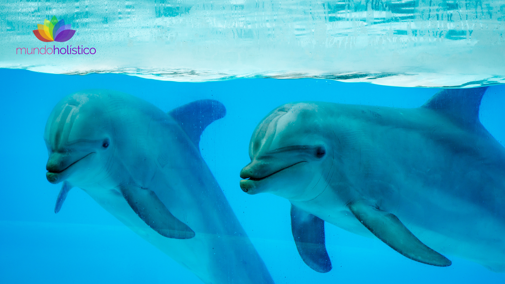 Efectos y beneficios de la terapia con delfines