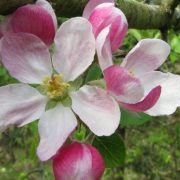 Manzano Silvestre la flor limpiadora